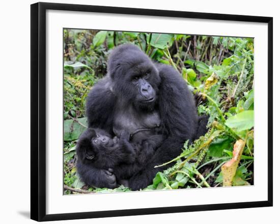 Female Mountain Gorilla with Her Baby, Volcanoes National Park, Rwanda, Africa-Eric Baccega-Framed Photographic Print