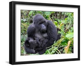 Female Mountain Gorilla with Her Baby, Volcanoes National Park, Rwanda, Africa-Eric Baccega-Framed Photographic Print