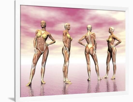 Female Muscular System from Four Points of View-null-Framed Art Print