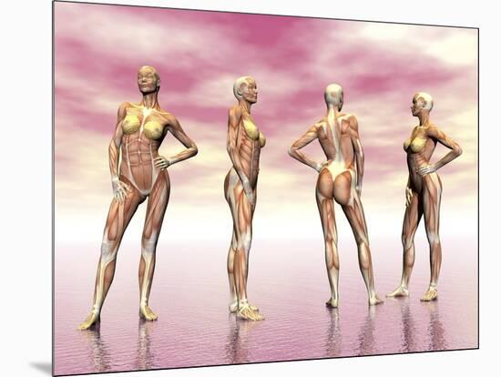 Female Muscular System from Four Points of View-null-Mounted Art Print