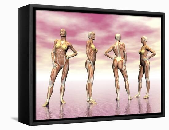 Female Muscular System from Four Points of View-null-Framed Stretched Canvas