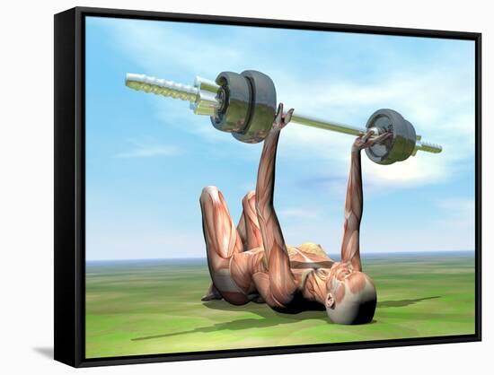 Female Musculature Exercising with a Dumbbell-null-Framed Stretched Canvas