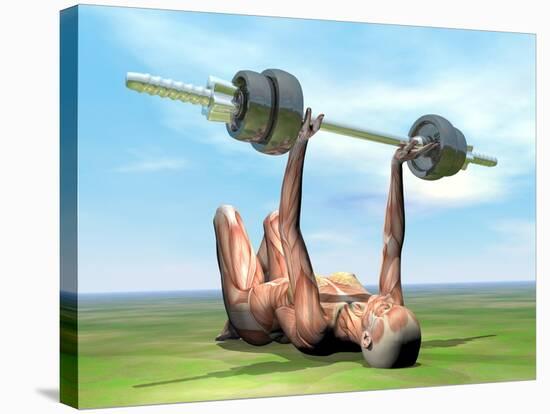 Female Musculature Exercising with a Dumbbell-null-Stretched Canvas