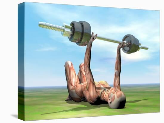 Female Musculature Exercising with a Dumbbell-null-Stretched Canvas