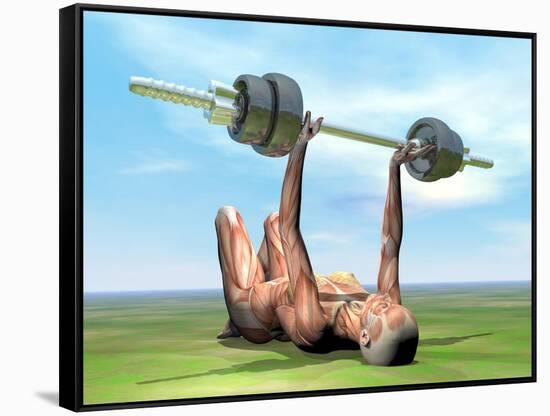 Female Musculature Exercising with a Dumbbell-null-Framed Stretched Canvas