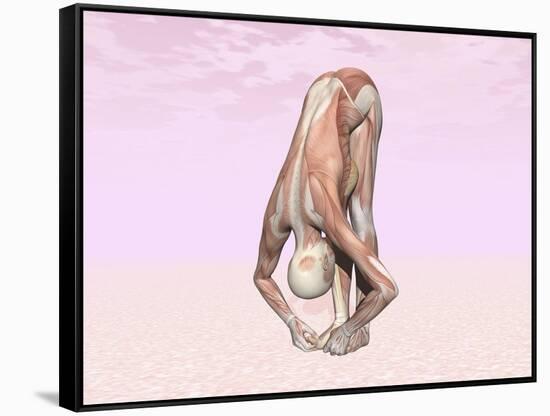 Female Musculature Performing Big Toes Yoga Pose-null-Framed Stretched Canvas