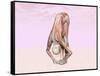 Female Musculature Performing Big Toes Yoga Pose-null-Framed Stretched Canvas