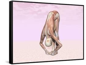 Female Musculature Performing Big Toes Yoga Pose-null-Framed Stretched Canvas