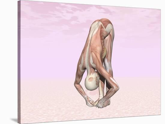 Female Musculature Performing Big Toes Yoga Pose-null-Stretched Canvas