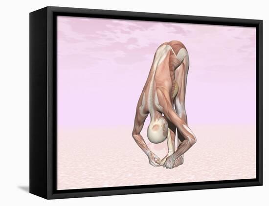 Female Musculature Performing Big Toes Yoga Pose-null-Framed Stretched Canvas