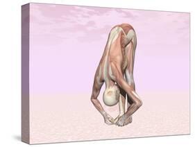 Female Musculature Performing Big Toes Yoga Pose-null-Stretched Canvas