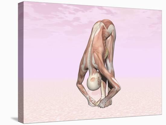 Female Musculature Performing Big Toes Yoga Pose-null-Stretched Canvas