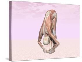 Female Musculature Performing Big Toes Yoga Pose-null-Stretched Canvas