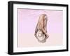 Female Musculature Performing Big Toes Yoga Pose-null-Framed Art Print