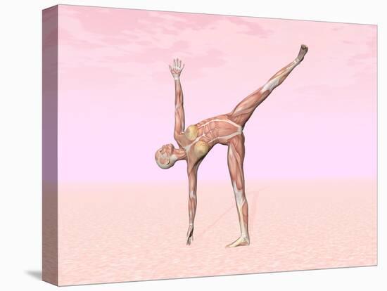 Female Musculature Performing Half Moon Yoga Pose-null-Stretched Canvas