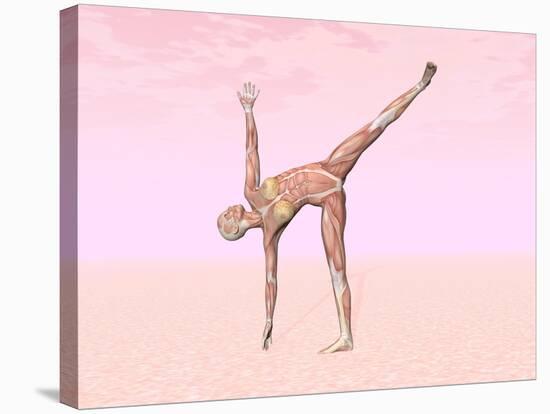 Female Musculature Performing Half Moon Yoga Pose-null-Stretched Canvas