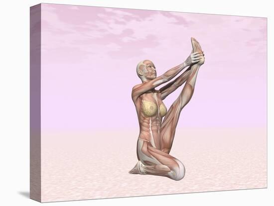 Female Musculature Performing Heron Yoga Pose-null-Stretched Canvas