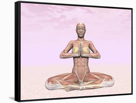 Female Musculature Performing Meditation Yoga Pose-null-Framed Stretched Canvas