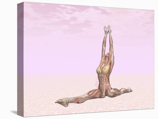 Female Musculature Performing Monkey Yoga Pose-null-Stretched Canvas