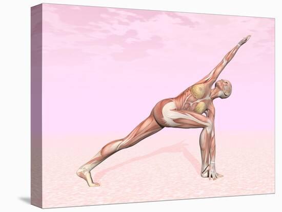 Female Musculature Performing Revolved Side Angle Yoga Pose-null-Stretched Canvas