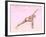 Female Musculature Performing Revolved Side Angle Yoga Pose-null-Framed Art Print