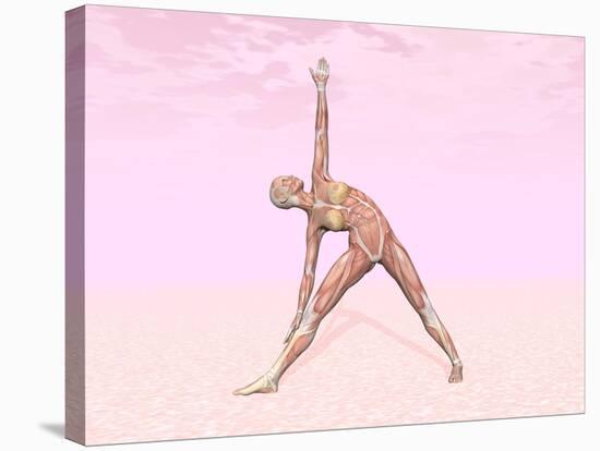 Female Musculature Performing Triangle Yoga Pose-null-Stretched Canvas