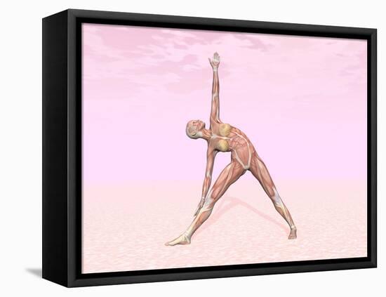 Female Musculature Performing Triangle Yoga Pose-null-Framed Stretched Canvas
