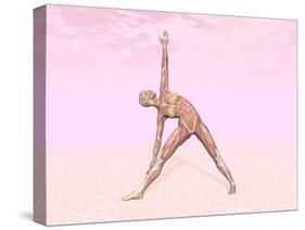 Female Musculature Performing Triangle Yoga Pose-null-Stretched Canvas