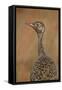 Female Northern Black Korhaan (Eupodotis Afraoides)-James Hager-Framed Stretched Canvas