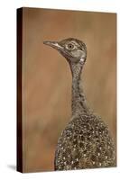 Female Northern Black Korhaan (Eupodotis Afraoides)-James Hager-Stretched Canvas