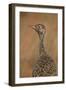 Female Northern Black Korhaan (Eupodotis Afraoides)-James Hager-Framed Photographic Print