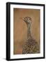 Female Northern Black Korhaan (Eupodotis Afraoides)-James Hager-Framed Photographic Print