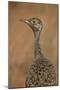 Female Northern Black Korhaan (Eupodotis Afraoides)-James Hager-Mounted Photographic Print