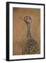 Female Northern Black Korhaan (Eupodotis Afraoides)-James Hager-Framed Photographic Print