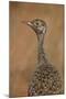 Female Northern Black Korhaan (Eupodotis Afraoides)-James Hager-Mounted Photographic Print