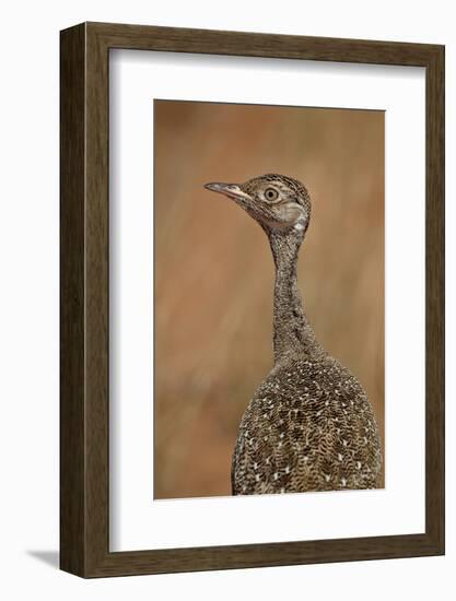 Female Northern Black Korhaan (Eupodotis Afraoides)-James Hager-Framed Photographic Print