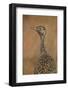 Female Northern Black Korhaan (Eupodotis Afraoides)-James Hager-Framed Photographic Print