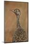 Female Northern Black Korhaan (Eupodotis Afraoides)-James Hager-Mounted Photographic Print