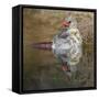Female northern cardinal bathing. Rio Grande Valley, Texas-Adam Jones-Framed Stretched Canvas