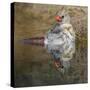Female northern cardinal bathing. Rio Grande Valley, Texas-Adam Jones-Stretched Canvas