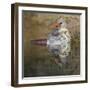 Female northern cardinal bathing. Rio Grande Valley, Texas-Adam Jones-Framed Photographic Print