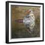 Female northern cardinal bathing. Rio Grande Valley, Texas-Adam Jones-Framed Photographic Print