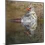 Female northern cardinal bathing. Rio Grande Valley, Texas-Adam Jones-Mounted Photographic Print