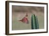 Female northern cardinal in flight, Rio Grand Valley, Texas-Adam Jones-Framed Photographic Print