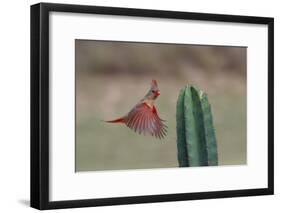 Female northern cardinal in flight, Rio Grand Valley, Texas-Adam Jones-Framed Photographic Print