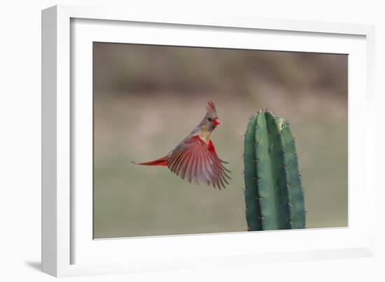 Female northern cardinal in flight, Rio Grand Valley, Texas-Adam Jones-Framed Photographic Print