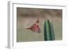 Female northern cardinal in flight, Rio Grand Valley, Texas-Adam Jones-Framed Photographic Print