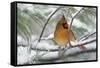 Female Northern Cardinal in snowy pine tree, Cardinalis cardinalis-Adam Jones-Framed Stretched Canvas