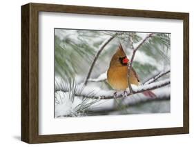 Female Northern Cardinal in snowy pine tree, Cardinalis cardinalis-Adam Jones-Framed Photographic Print