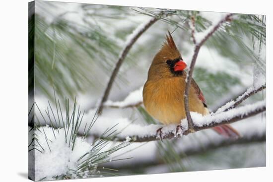 Female Northern Cardinal in snowy pine tree, Cardinalis cardinalis-Adam Jones-Stretched Canvas